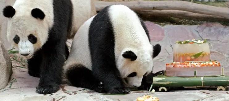 Dos de los pandas trasladados a China
