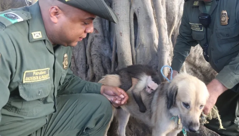 El mono capuchino cree que es la cría de la perra que lo amamantó.