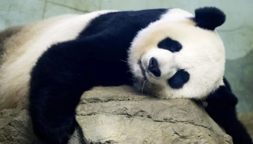 Los osos panda son considerados patrimonio nacional en China 