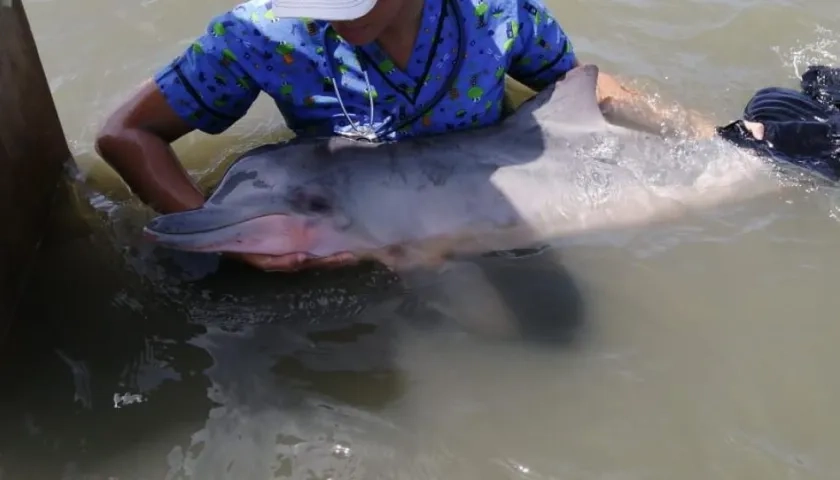Delfín fue atendido por una médica veterinaria de la Corporación Autónoma Regional del Atlántico.