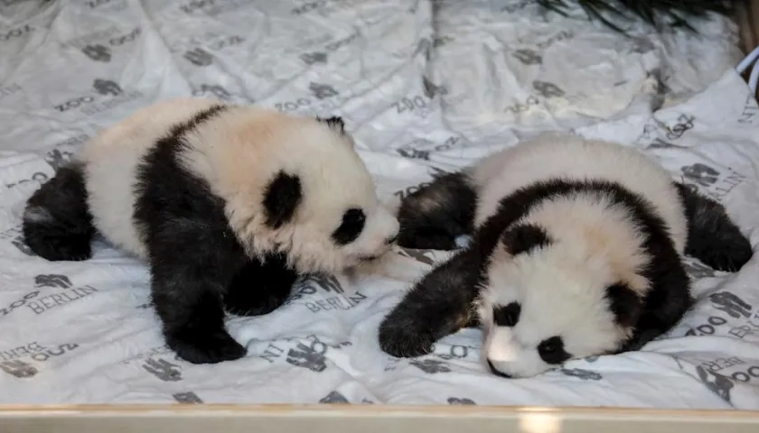 Son hijos de la osa panda Meng Meng, de seis años, y de Jiao Quing, de 9 años.