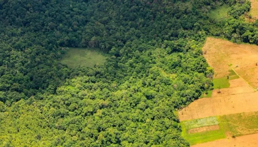 La deforestación ha despertado el interés de la comunidad internacional.