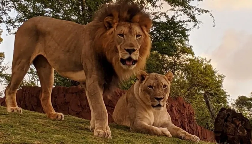 El león africano macho Ekundu (i), de 13 año, murió por Covid-19 y la leona Moxy, que dio positivo sobrevivió. 