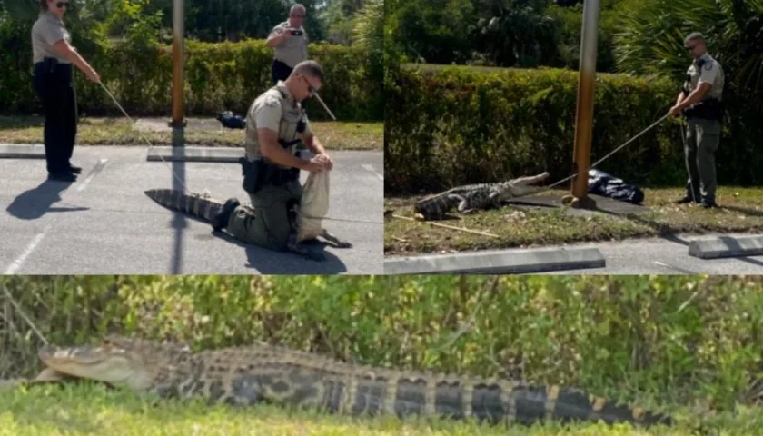 Así fue la captura del caimán en el condado de Lee, Florida.