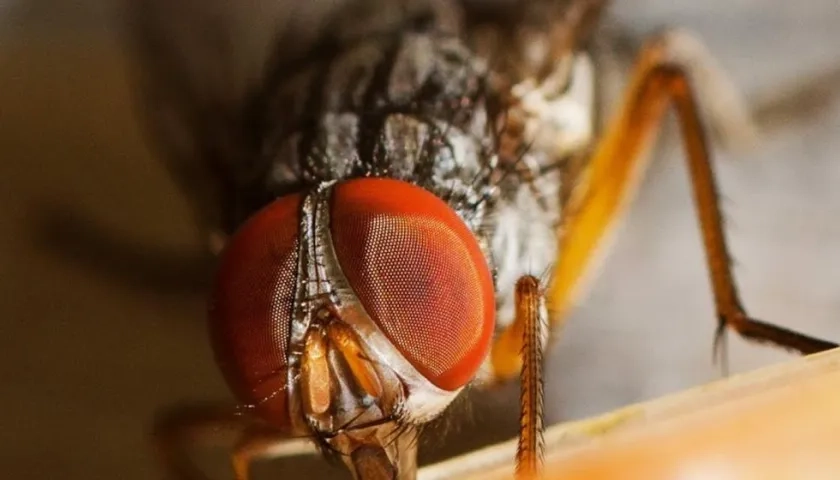 La mosca invasora parasítica Philornis downsi.