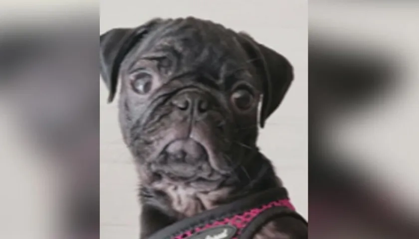 Un perro de la raza pug de 3 años murió al ser lanzado de un séptimo piso.