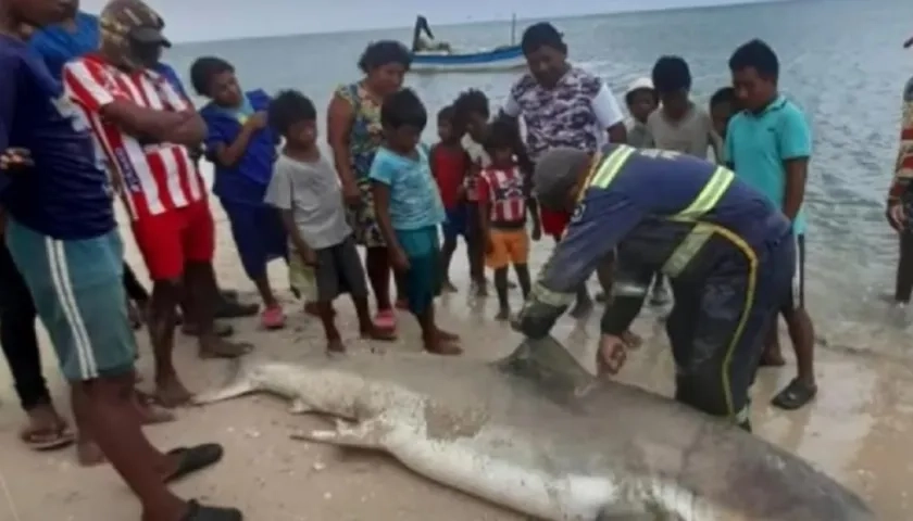 Un hombre tasajea el tiburón toro en la zona de Carrizal, Alta Guajira,