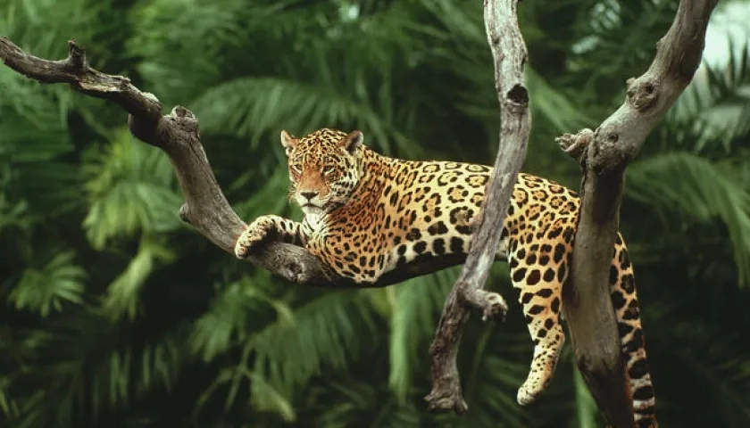 En Colombia la cacería del jaguar es un delito