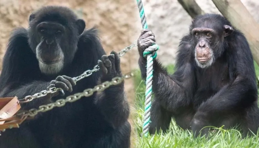 'Pancho' y 'Chita', los chimpancés del Bioparque Ukumarí que escaparon y fueron baleados.