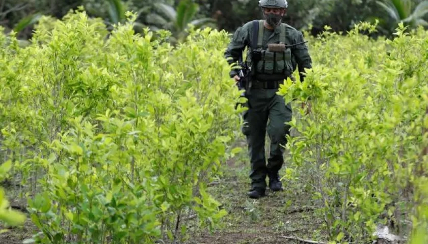 Cultivo de coca hallado por las autoridades, imagen de referencia.