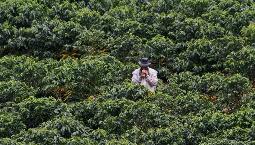 Cultivo de café en Colombia. 