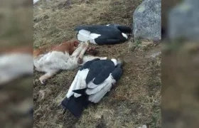 Condores muertos en la Sierra Nevada.