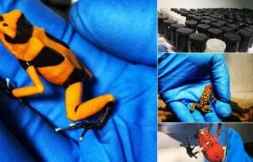  Autoridades incautaron en el aeropuerto El Dorado 216 anfibios que iban rumbo a Europa .