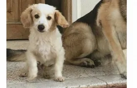 Este es 'Brandy', el perro de 2 años perdido en el barrio Altos de Riomar.