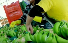 Las exportaciones agrícolas de Colombia a la UE registraron en 2017 un nuevo récord.