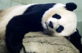 Los osos panda son considerados patrimonio nacional en China 