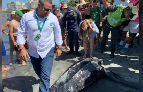 Tortuga muerta en playas de Bello Horizonte.