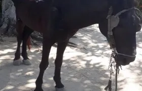 La Policía logró la incautación de un caballo en el barrio Los Cocos del municipio de Soledad.