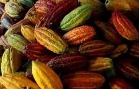 Frutos de cacao colombiano.