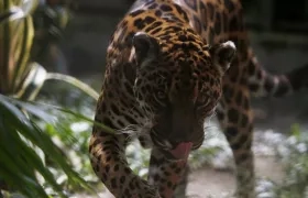 Jaguar, especie de felino que vive en Colombia. 