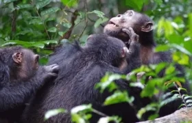 Los biólogos han observado que entre los chimpancés macho abundan los comportamientos amistosos como la cooperación o las alianzas. 