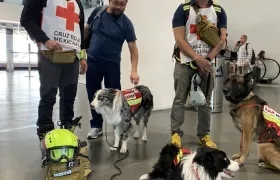 Balam, Orly, Robinson y Rocky, cuatro perros de rescate que reciben entrenamiento.