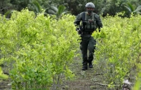 Cultivo de coca hallado por las autoridades, imagen de referencia.