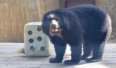 Tercer oso de anteojos en el Zoológico de Barranquilla
