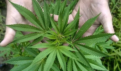 Cultivo de cannabis, imagen de referencia.