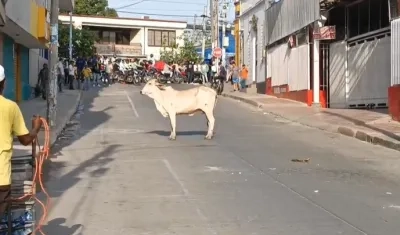Vaca en Sincelejo.