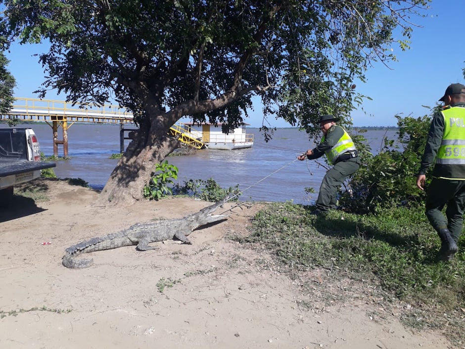 Liberación del caimán en el río Magdalena.