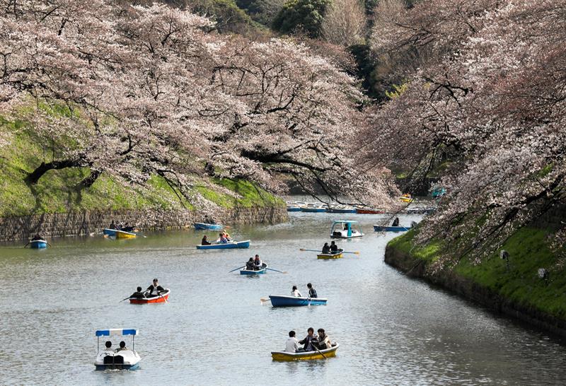 Varias personas pasean en barca entre cerezos en flor en Tokio.