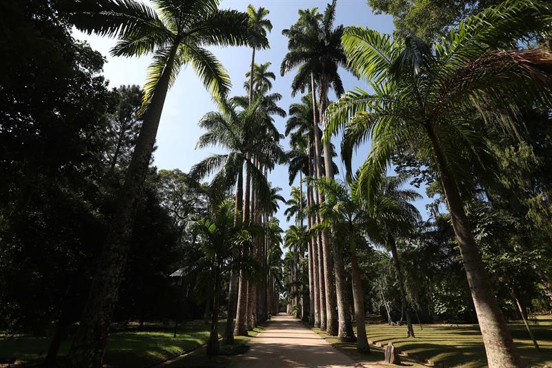 Palmera Imperial en el Jardín Botánico de Río de Janeiro (Brasil). 