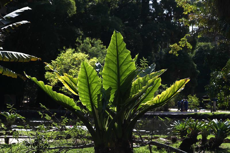  Vista de varias plantas en el Jardín Botánico de Río de Janeiro (Brasil).