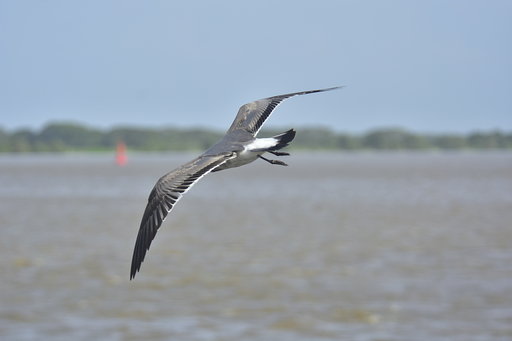 Avistamiento de Aves en el Malecón del Río