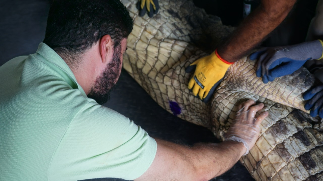 El caimán aguja fue atendido en el Zoológico de Barranquilla.