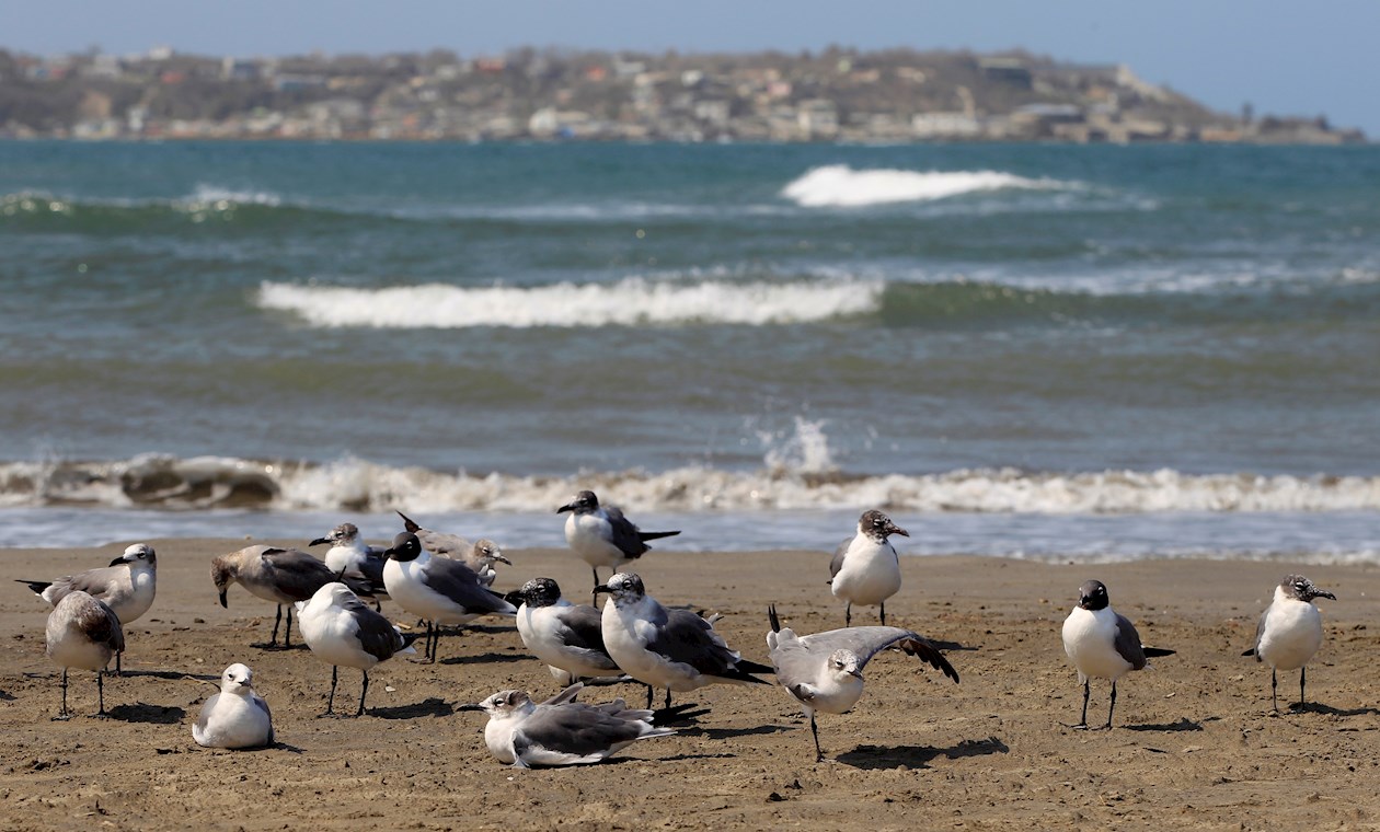 El mar y las aves toman un respiro en Cartagena, por el coronavirus.