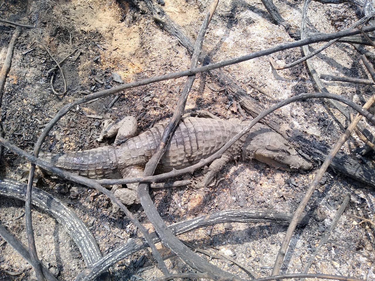 Especies afectadas por el incendio forestal en Vía Parque Isla de Salamanca .