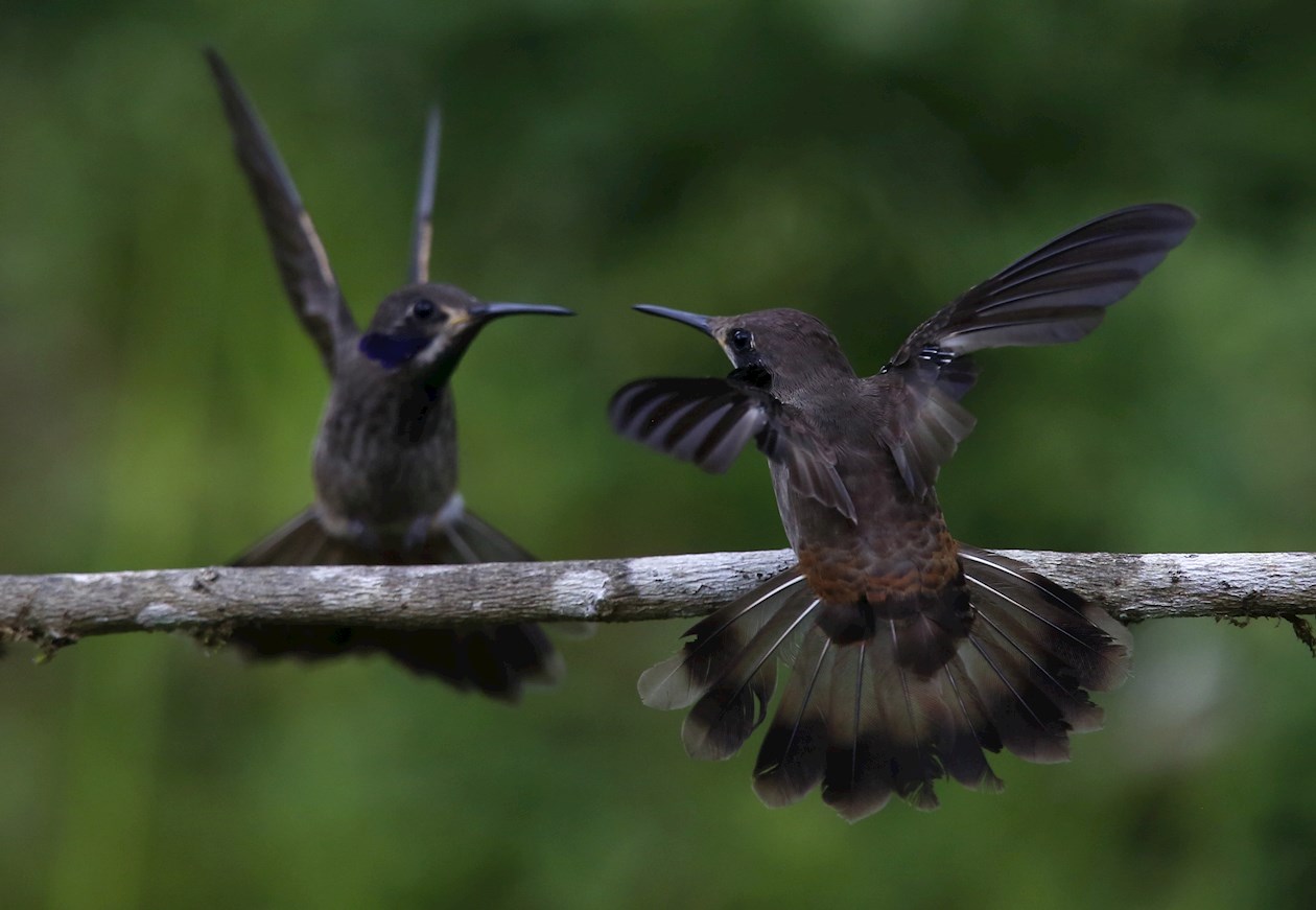 Dos colibríes de la especie colibrí Delphinae/colibri chillón.