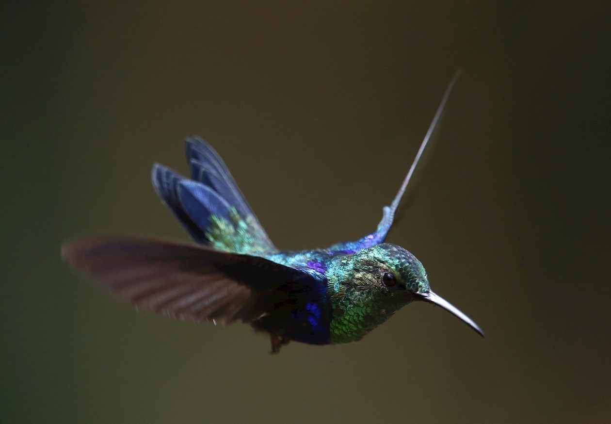 Un colibrí de la especie Ninfa Morada/Thalurania Fanyii.