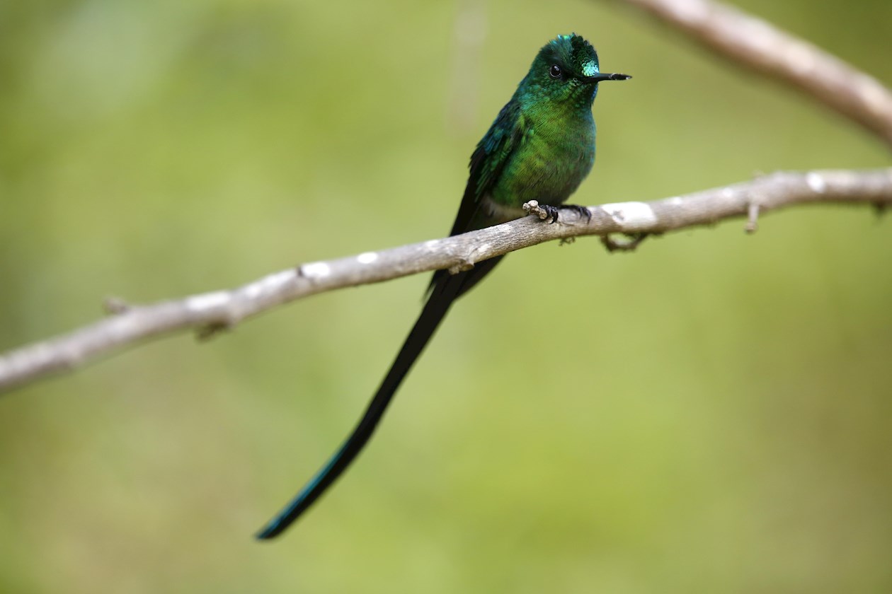 Un colibrí de la especie silfo coliverde/Aglaiocercus Kingii.