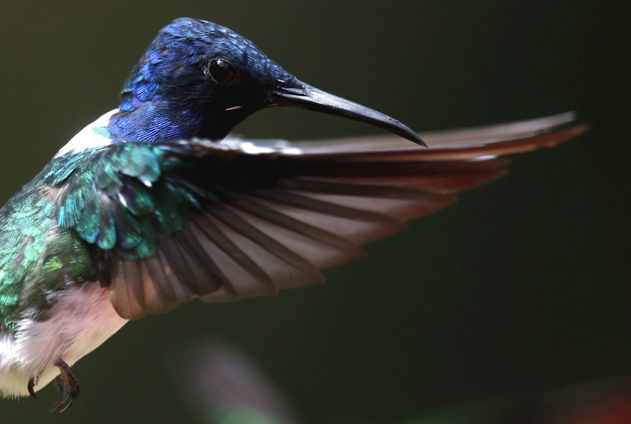 Un colibrí de la especie Nuquiblanco/Florisuga Mellivora.