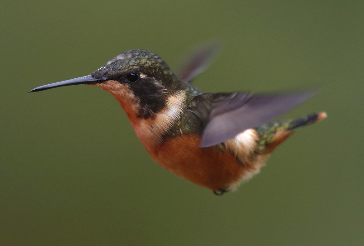 Un colibrí de la especie Zumbador Hembra/Calliphlox Mitchelli hembra vuela en la finca Alejandría en Cali (Colombia). 
