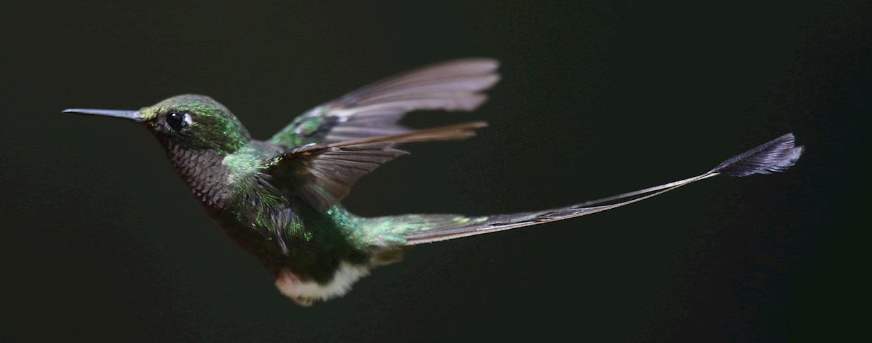 Un colibrí de la especie Cola de Raqueta macho/Ocreatus Wunderwoodii vuela en la finca Alejandría este domingo, en Cali