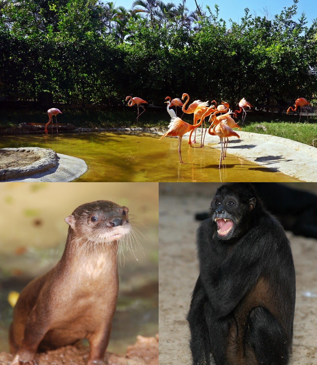 Animales del Zoológico de Barranquilla.