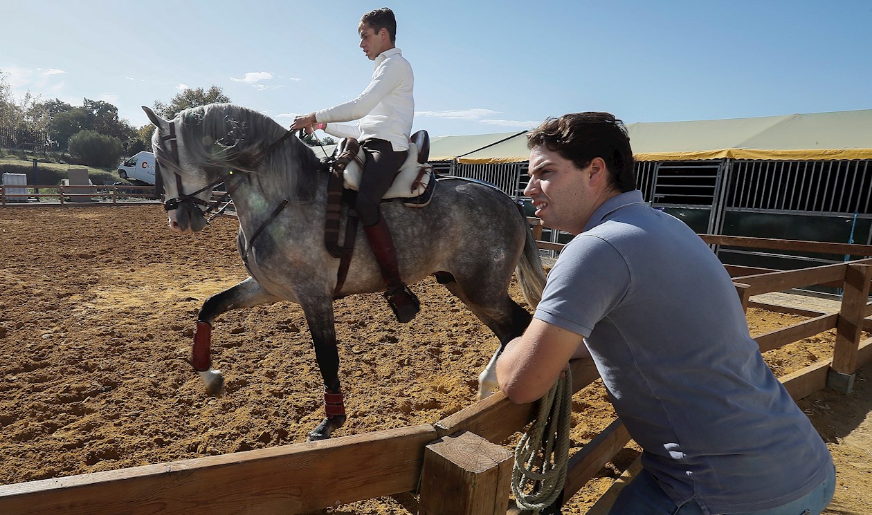  Uno de los caballos participantes de la 30ª edición del Salón Internacional del Caballo, SICAB 2021, que se desarrolla por tercer dia en el Palacio de Congresos y Exposiciones de Sevilla (Fibes) hasta el próximo 21 de Noviembre.