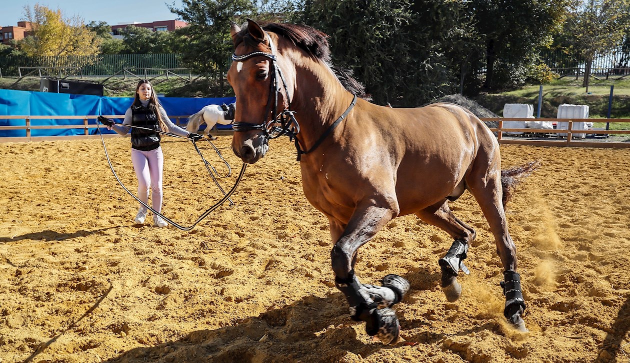 Uno de los caballos participantes de la 30ª edición del Salón Internacional del Caballo, SICAB 2021, que se desarrolla por tercer dia en el Palacio de Congresos y Exposiciones de Sevilla (Fibes) hasta el próximo 21 de Noviembre. 
