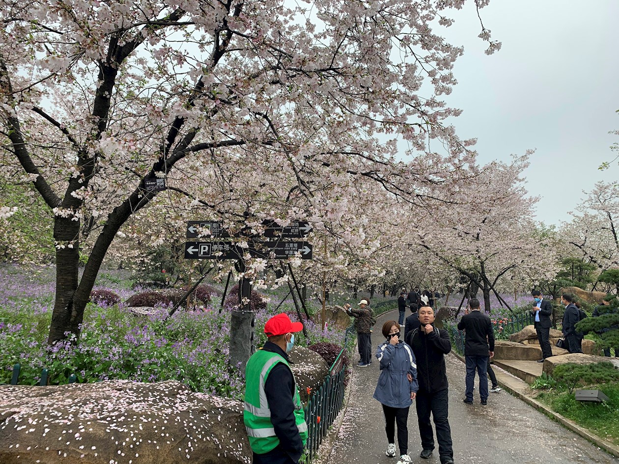 Varias personas disfrutan del festival de los cerezos en flor en el Jardín de los cerezos del Lago del este de Wuhan, China este lunes. 