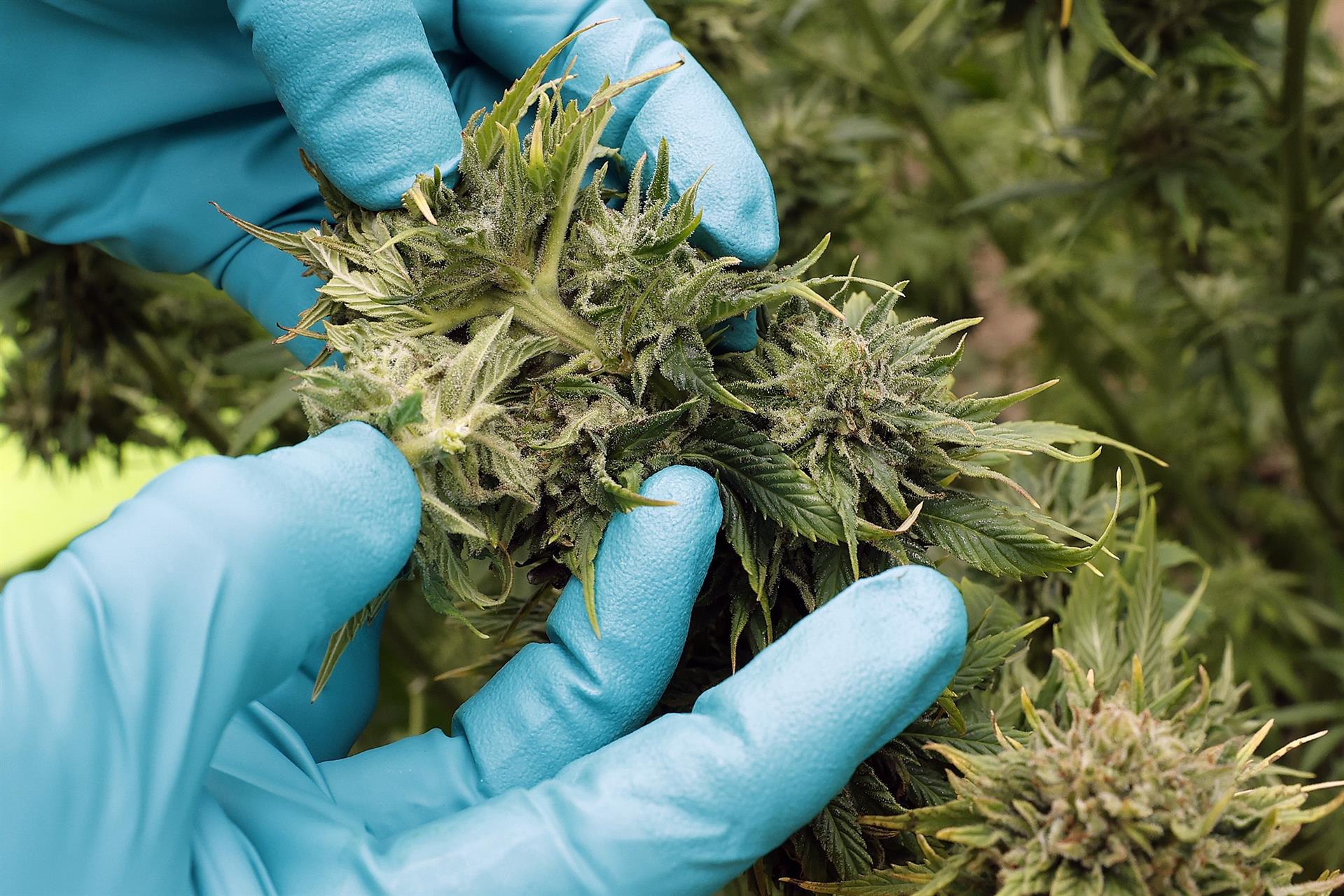 Una trabajadora examina unas flores de cannabis.