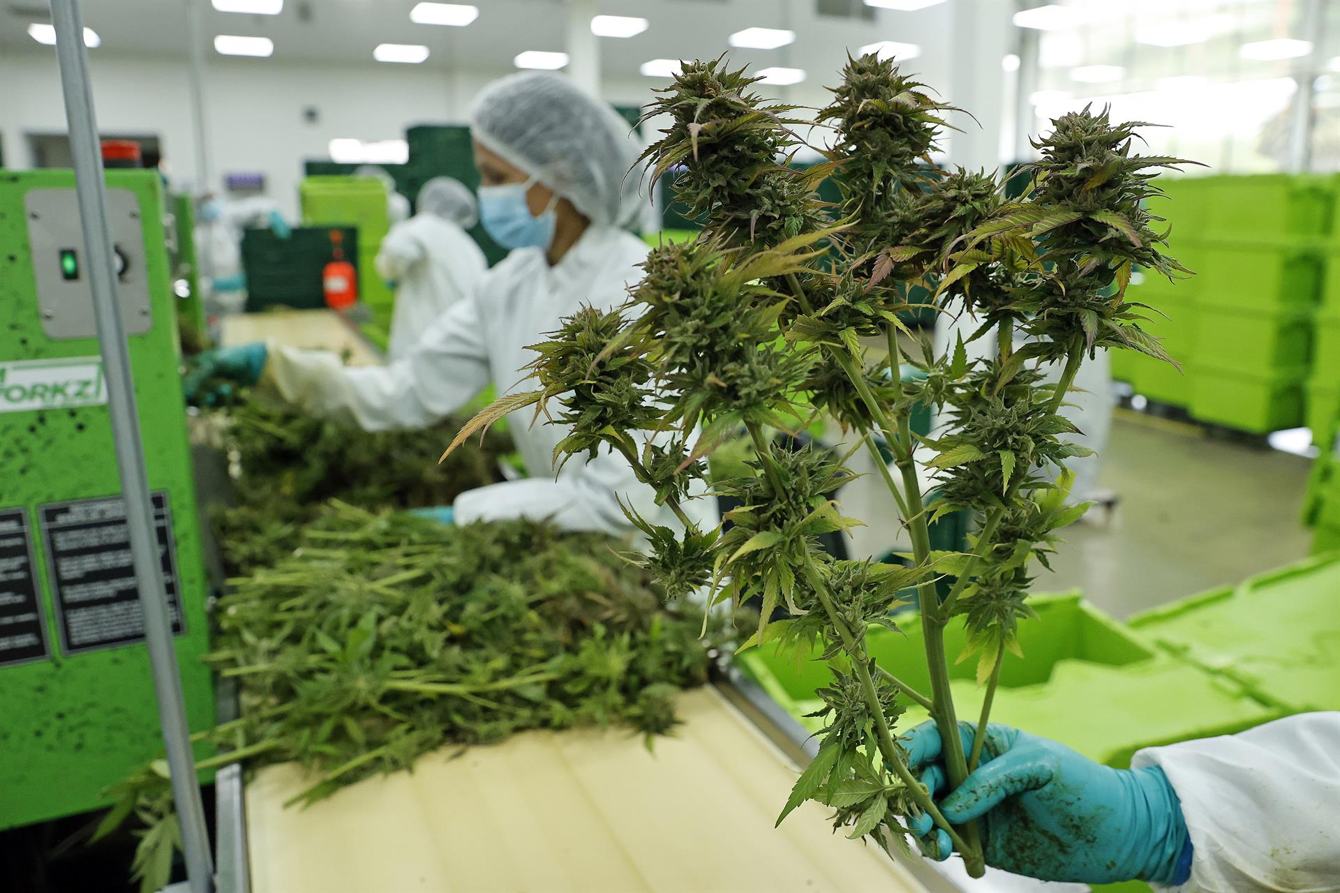 Una trabajadora muestra cogollos de cannabis.